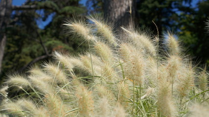 Feather grass