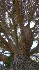 Fototapeta premium tree in the forest