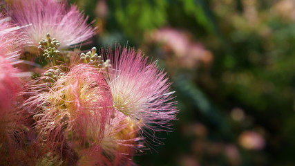 Fluffy pink flower