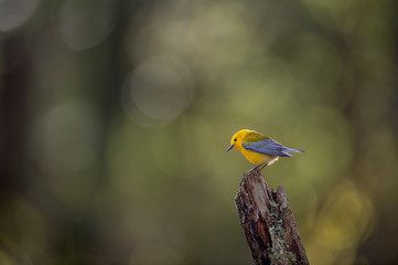 Prothonotary Warbler Portrait