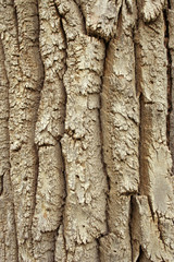 bark as background