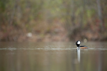 Male Hooded Merganser on Calm Water
