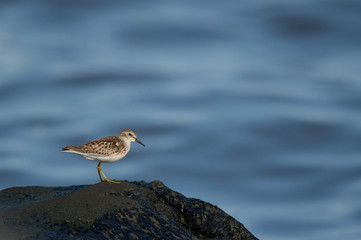 Least Sandpiper on a Jetty Rock