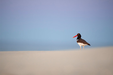 American Oystercatcher at Dusk