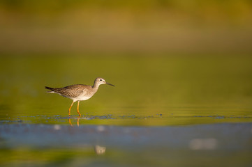 Yellowlegs in the Mud