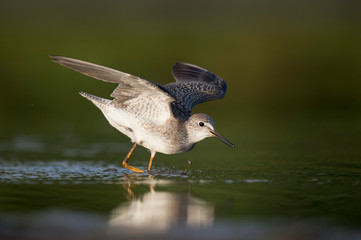 Flapping Lesser Yellowlegs