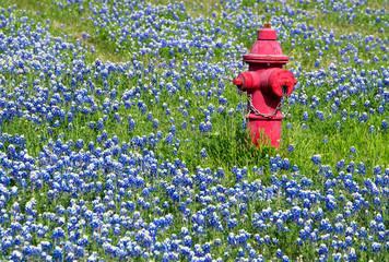 Fire Hydrant and Bluebonnets in the Texas Hill Country