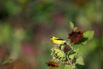 American Goldfinch on a Sunflower