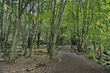 Obraz premium Forest Path in Ireland