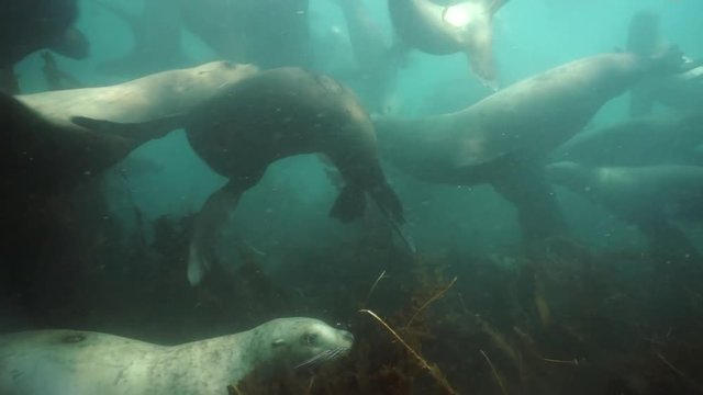 Group of Seals underwater of Sea of Okhotsk.