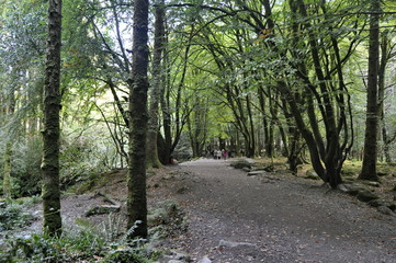 Fototapeta na wymiar Forest Path in Ireland