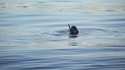 Free diver snorkeling into water, rescue operation searching for drowned body