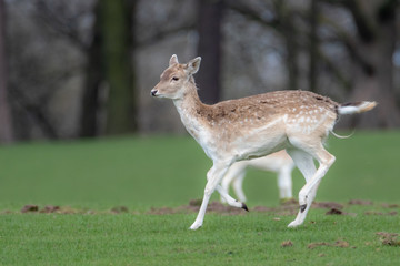 Naklejka na ściany i meble A female fallow deer running through a grassy field