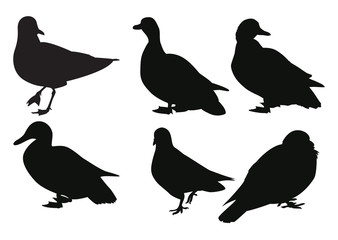 Set of bird silhouettes