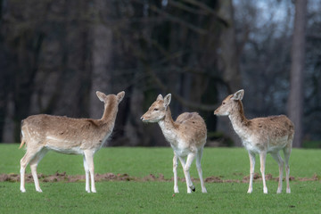 Naklejka na ściany i meble A group of Fallow deer in a meadow