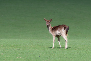 An animal portrait of a female fallow deer looking back over her shoulder