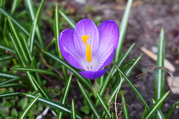 Crocus bright purple snowdrop in a flowering park on a sunny spring day