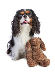 Cavalier king Charles spaniel sitting with a Teddy bear