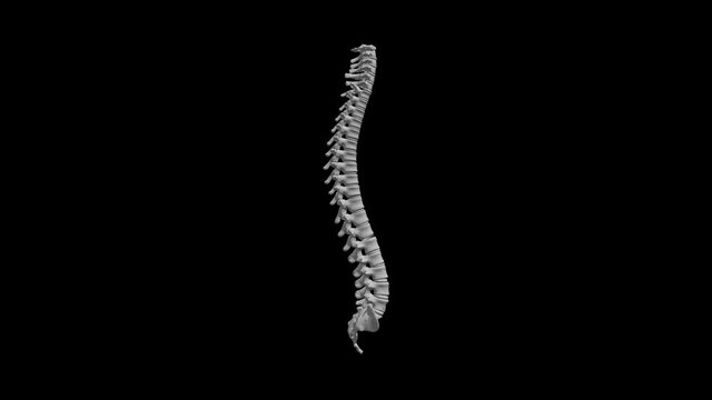 Human Spine on Black, 4K Footage, 3D render