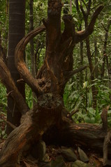 Fototapeta premium tree