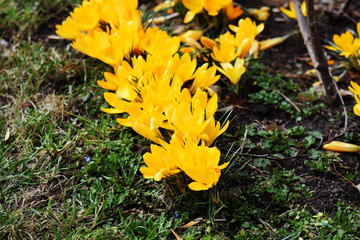 Crocus bright yellow snowdrop in a flowering park on a sunny spring day