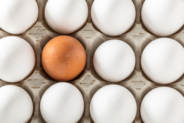 Eggs packed in cardboard or boxes for transporting