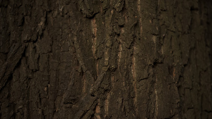 Trunk of big tree close up, nature and forest protection, ecology care, botany