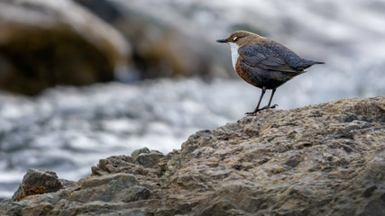 Wasseramsel