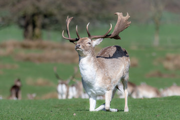 A male fallow deer stag kneels down on a grassy field.
