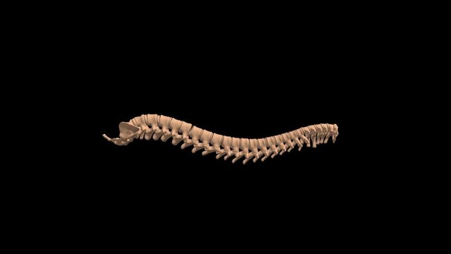 Human Spine on Black, 4K Footage, 3D render