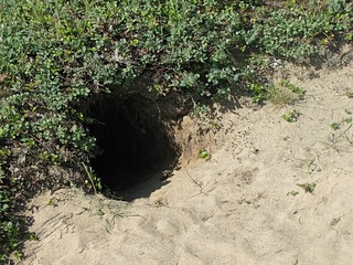 A photo of a burrow of a tundra animal.