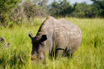 Obraz premium Portrait Rhino in African with baby