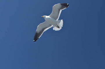 bird