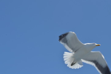 bird