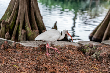 White Ibis Eudocimus albus, Lake Eola Park, Downtown Orlando, Florida.