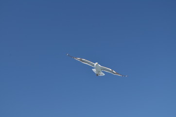 bird