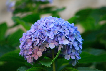 Hortensie Blüte in Lila, pink, blau, mit grünen Blättern im Hintergrund