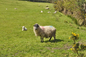 Fototapeta premium sheep in a field