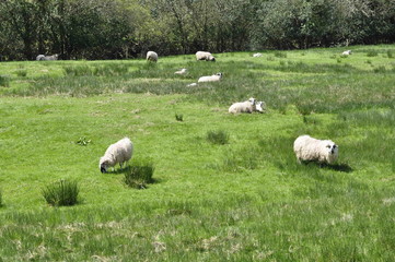 Obraz premium Sheeps on a field