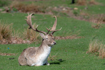 Naklejka na ściany i meble A male Fallow Deer relaxing in a field