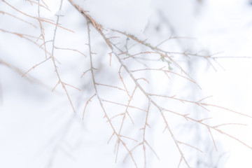 Hazy faded tree branch background photo withough leaves. Muted background photo, suitable for copy space or text.