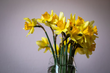 Yellow narcissus or daffodil in a drinking glass like a vase