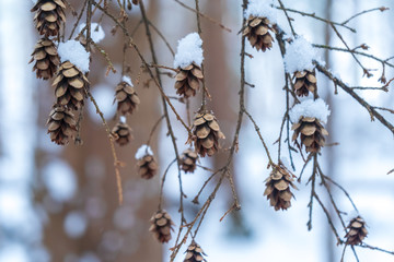 Tiny pine cone tree parts on a branch hanging off a tree, covered with snow in a snowy forest. Brown with warm and cool hues. Background photo.