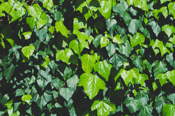 green ivy leaves