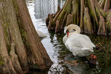 White Swan in Lake Eola Park, Orlando, Florida
