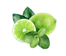 Lime and mint watercolor hand drawn illustration.