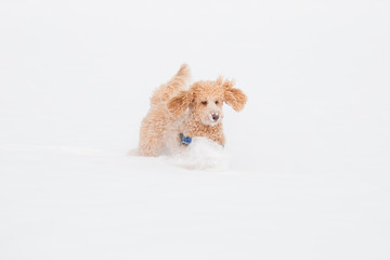 Young apricot poodle is jumping and enjoying in the snow. Playful dog running in snowy field in Weissensee on a beautiful winter day, Austrian Alps, Austria