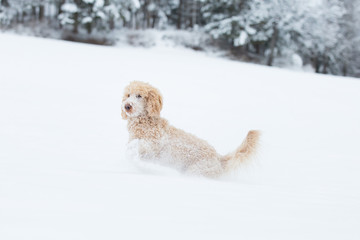 Young apricot poodle is jumping and enjoying in the snow. Playful dog running in snowy field in Weissensee on a beautiful winter day, Austrian Alps, Austria