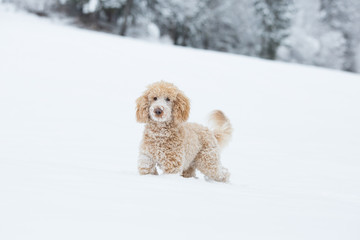 Young apricot poodle is jumping and enjoying in the snow. Playful dog running in snowy field in Weissensee on a beautiful winter day, Austrian Alps, Austria