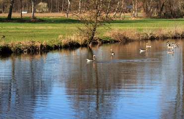 Wildgänse auf dem Fluß